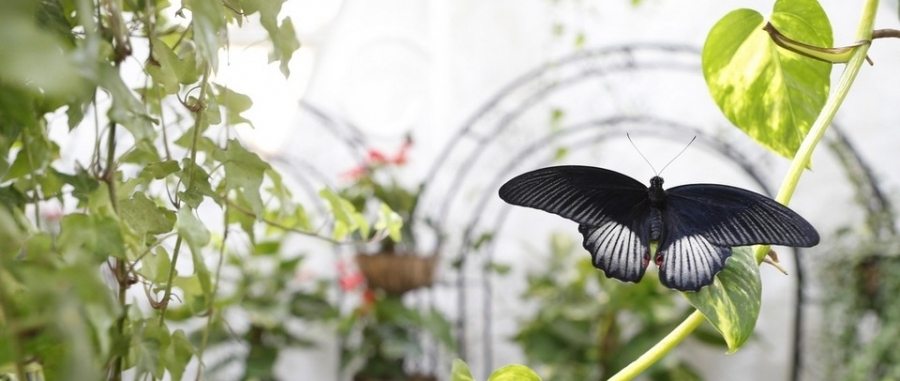 15-Butterfly-Garden_900x381_acf_cropped