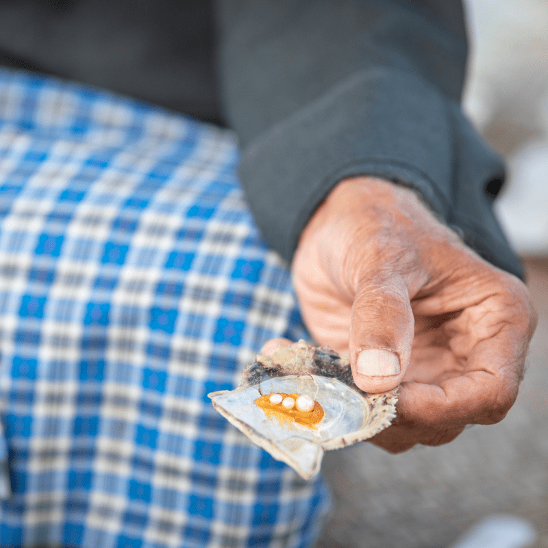 Ferme perlière Suwaidi